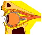 eye