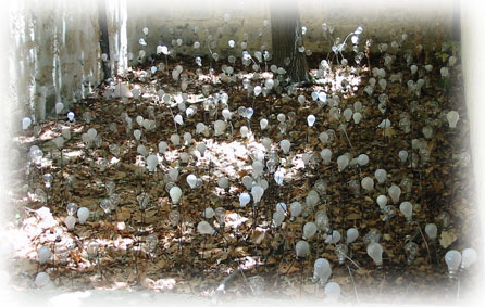 Growing light globes